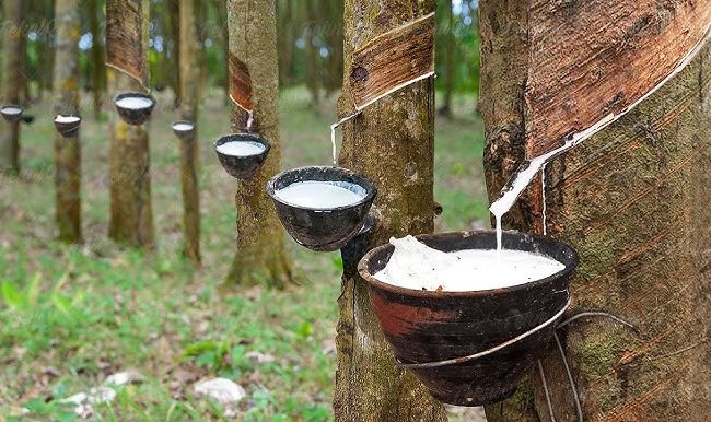 PHÂN TÍCH VÀ NHẬN ĐỊNH THỊ TRƯỜNG CAO SU TUẦN 21/2025
