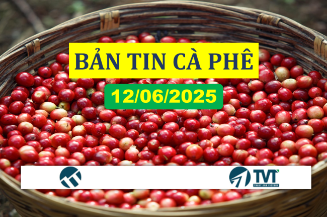 BÁO CÁO THỊ TRƯỜNG CUNG – CẦU CÀ PHÊ ROBUSTA NGÀY 12/6/2025