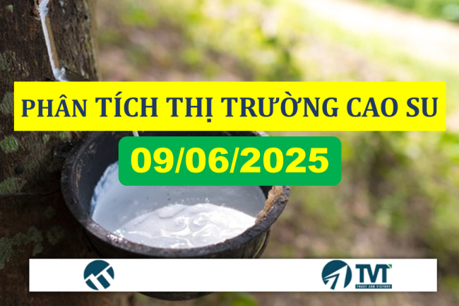 Phân tích thị trường cao su thiên nhiên trong nước và thế giới ngày 9/6/2025