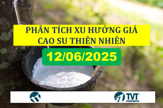 Phân tích xu hướng giá cao su thiên nhiên ngày 12/6/2025