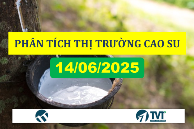 PHÂN TÍCH THỊ TRƯỜNG CAO SU THẾ GIỚI VÀ VIỆT NAM TUẦN 24
