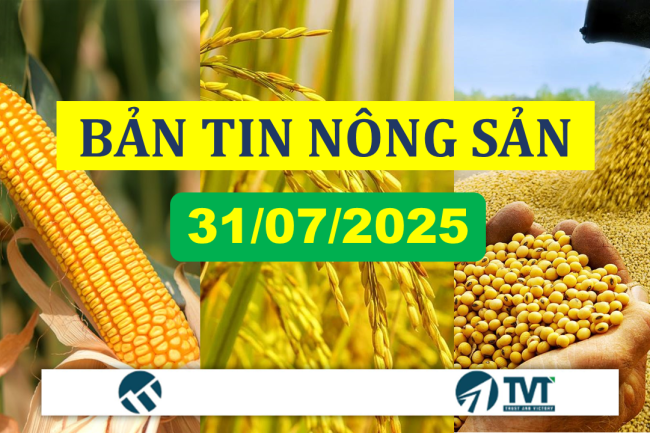 Bản tin nhóm nông sản 31/07/2025: Đậu tương giảm mạnh, Ngô hồi phục nhẹ, Lúa mì chạm đáy 2 tháng