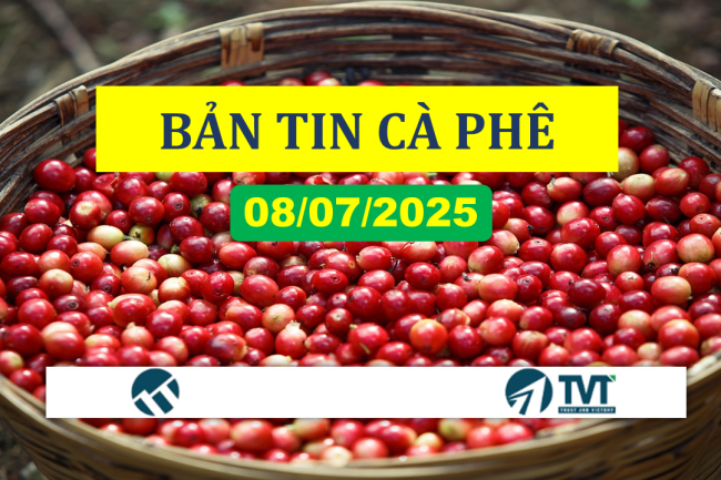 Bản tin cà phê 08/07/2025: Giảm mạnh do áp lực nguồn cung dồi dào
