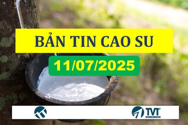 Bản tin cao su 11/07/2025: Giá cao su tăng – giảm trái chiều trên sàn quốc tế