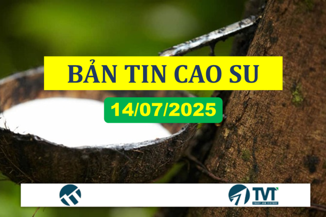 Bản tin cao su 14/07/2025: Tăng trên sàn Tocom nhưng giảm ở sàn Thượng Hải