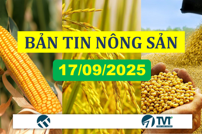 Bản tin nhóm nông sản 17/09/2025: Giá nông sản CBOT tăng nhờ kỳ vọng thương mại và lo ngại về sản lượng