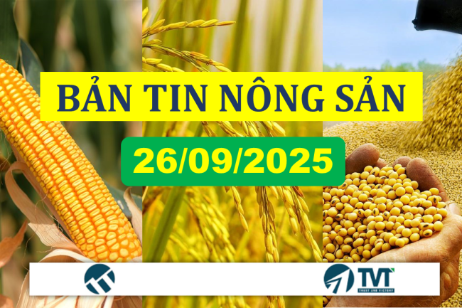 Bản tin nhóm nông sản 26/09/2025: Thị trường phục hồi nhẹ