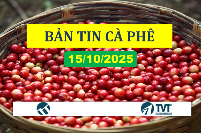 Bản tin cà phê 15/10/2025: Giá cà phê diễn biến trái chiều
