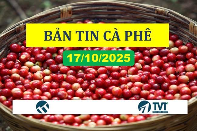 Bản tin cà phê 17/10/2025: Giá cà phê Robusta tăng mạnh, Arabica giằng co