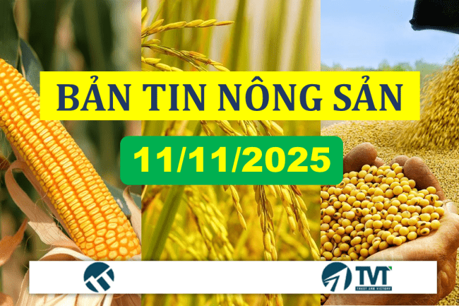 Bản tin nhóm nông sản 11/11/2025: Đậu tương, ngô, lúa mỳ đồng loạt tăng