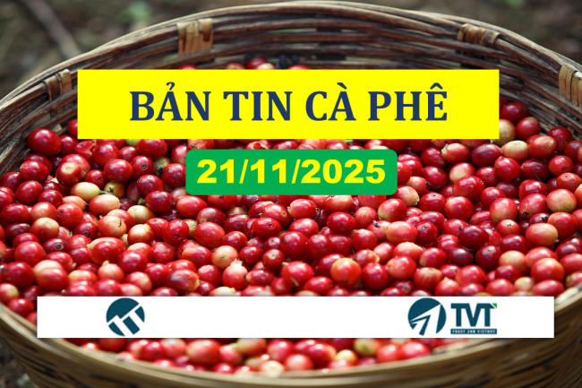 Bản tin cà phê 21/11/2025: Giá cà phê bật tăng mạnh do mưa lũ cản trở thu hoạch tại Việt Nam