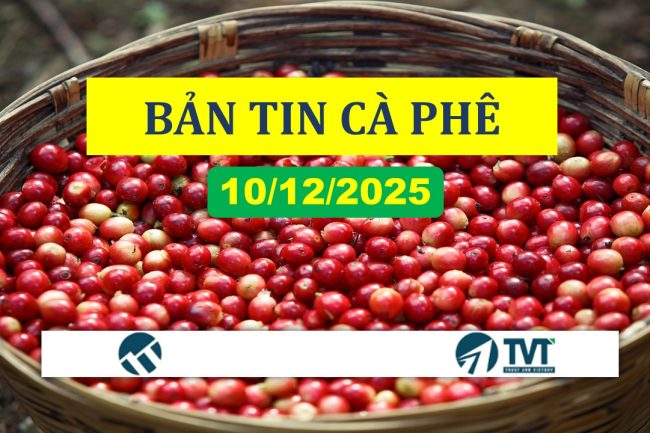 Bản tin cà phê 10/12/2025: Giá cà phê tăng nhẹ