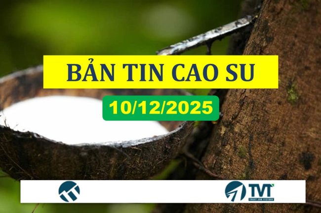 Bản tin cao su 10/12/2025: Giá cao su kỳ hạn phục hồi nhẹ, thị trường vẫn chịu sức ép từ nhu cầu yếu