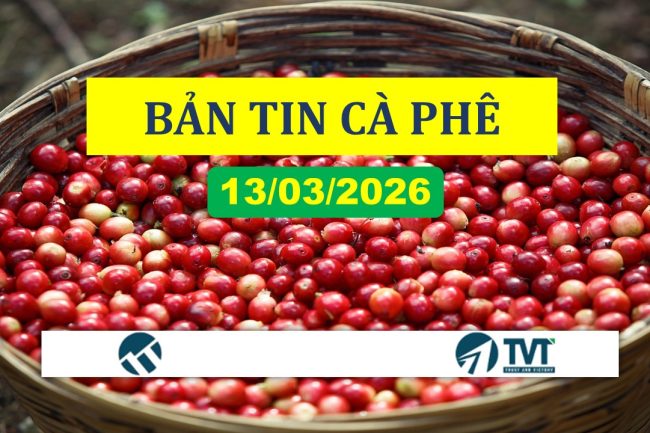 Bản tin cà phê 13/03/2026: Giá cà phê hồi phục do chiến sự Trung Đông chưa có dấu hiệu hạ nhiệt