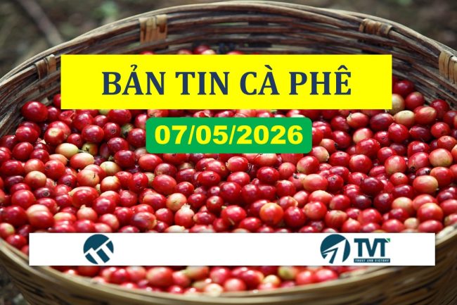 Bản tin cà phê 07/05/2026: Robusta tăng 2 ngày liên tiếp nhờ tồn kho giảm sâu, arabica quay đầu hạ nhiệt