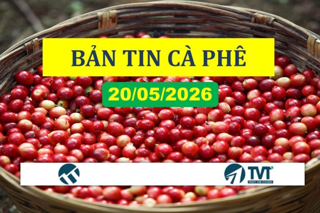 Bản tin cà phê 20/05/2026: Phục hồi trên cả 2 sàn nhờ lực mua kỹ thuật