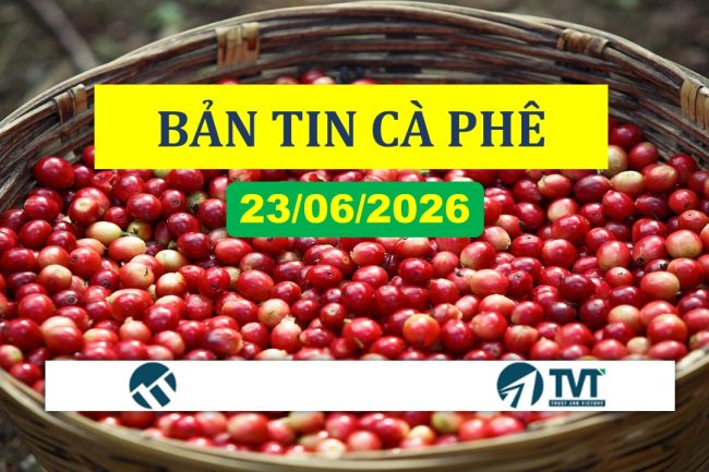 Bản tin cà phê 23/06/2026: Giá cà phê thế giới tiếp tục suy yếu, robusta xuống thấp nhất một tuần