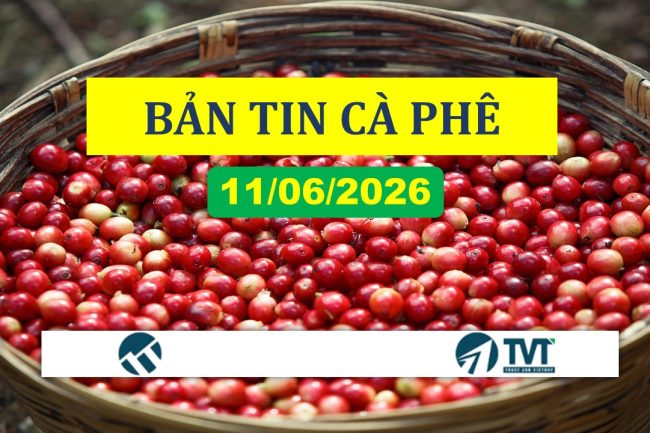Bản tin cà phê 11/06/2026: Giá cà phê bật tăng mạnh trên cả hai sàn